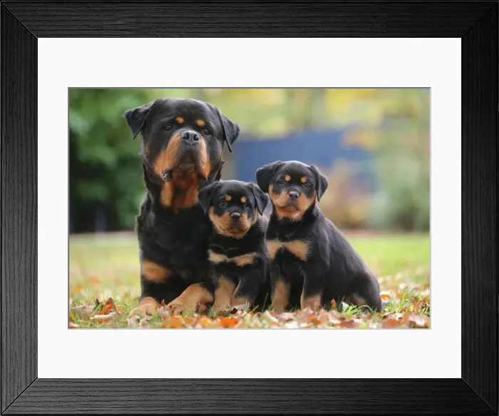 Framed Print : Rottweiler Framed Print : Rottweiler