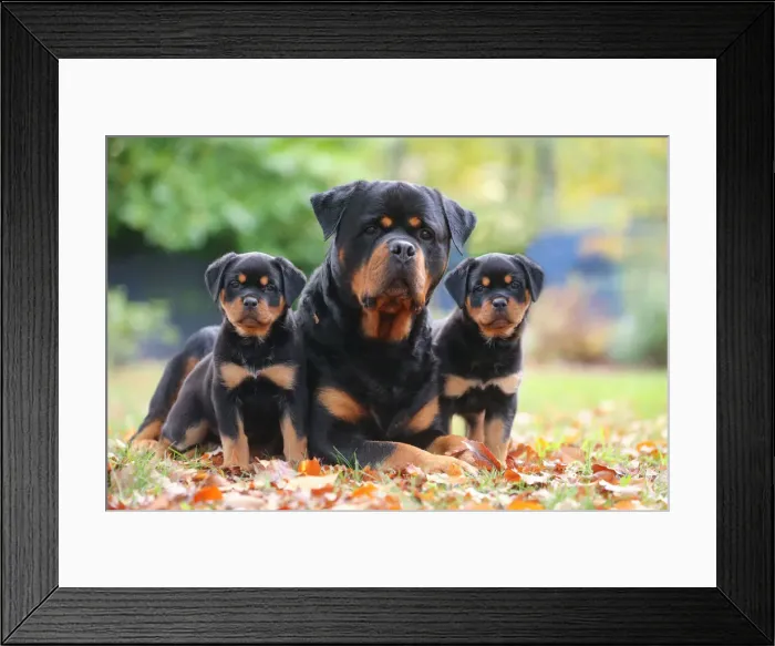 Framed Print : Rottweiler Framed Print : Rottweiler
