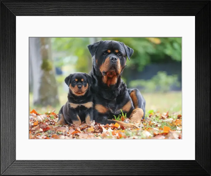 Framed Print : Rottweiler Framed Print : Rottweiler
