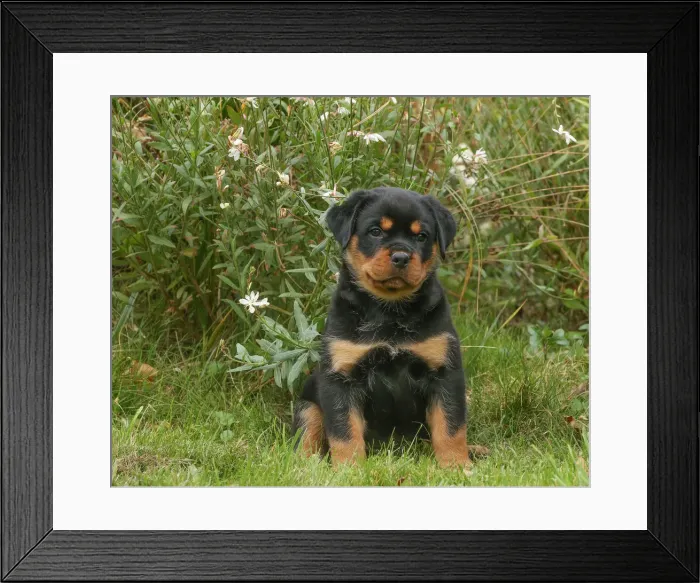 Framed Print : Rottweiler Framed Print : Rottweiler