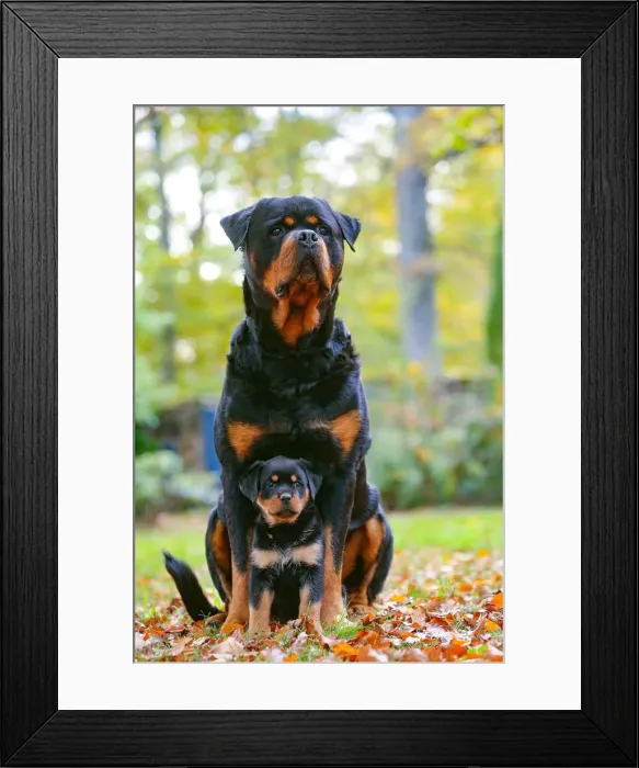 Framed Print : Rottweiler Framed Print : Rottweiler