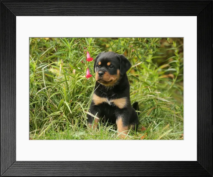 Framed Print : Rottweiler Framed Print : Rottweiler