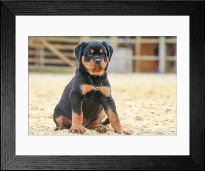 Framed Print : Rottweiler Framed Print : Rottweiler