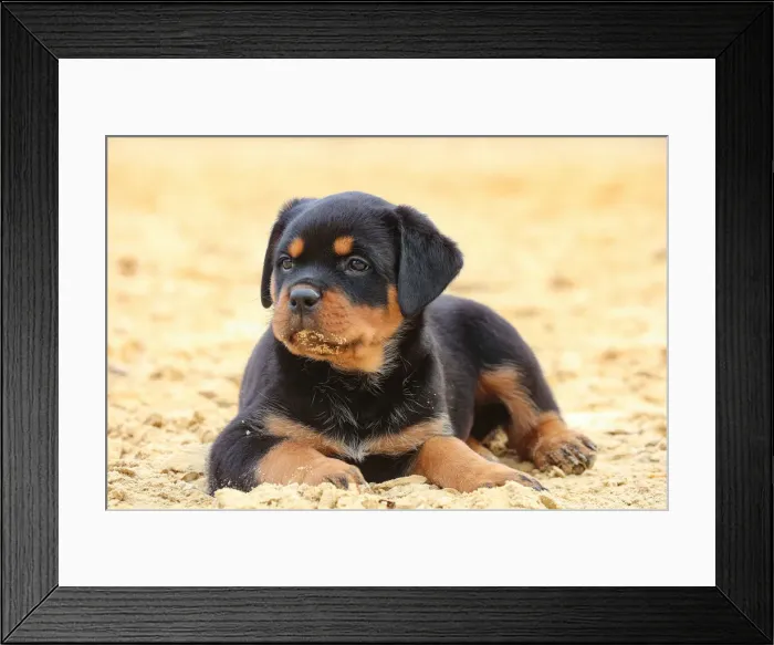 Framed Print : Rottweiler Framed Print : Rottweiler