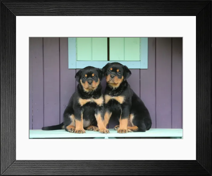 Framed Print : Rottweiler Framed Print : Rottweiler