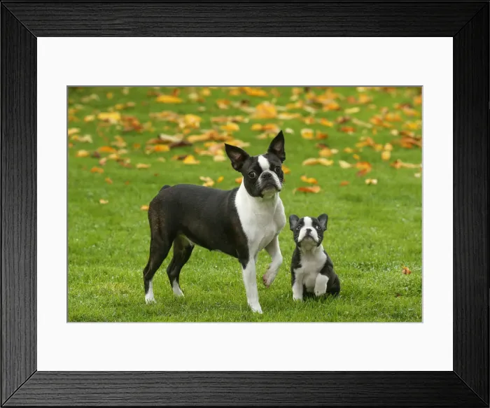 Framed Print : BOSTON TERRIER Framed Print : BOSTON TERRIER