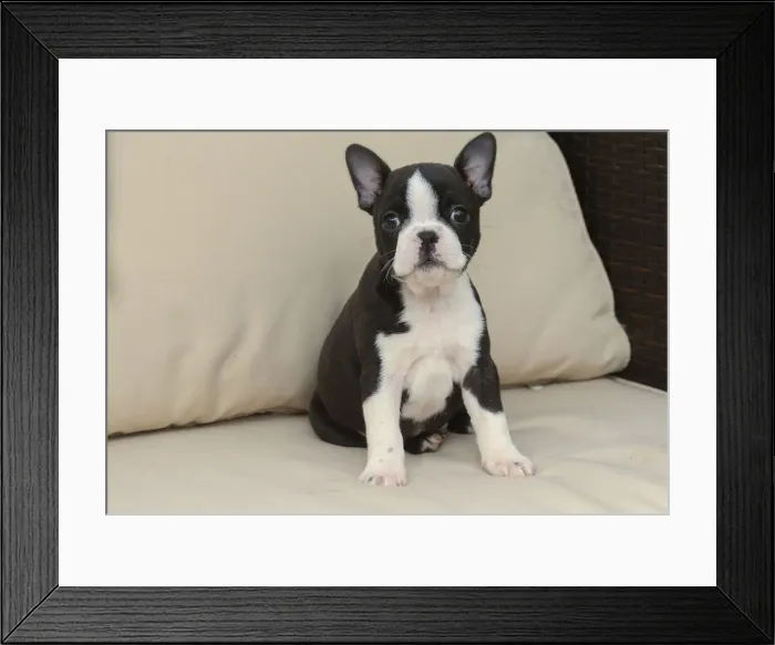 Framed Print : BOSTON TERRIER