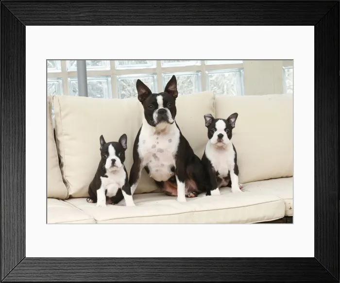 Framed Print : BOSTON TERRIER Framed Print : BOSTON TERRIER
