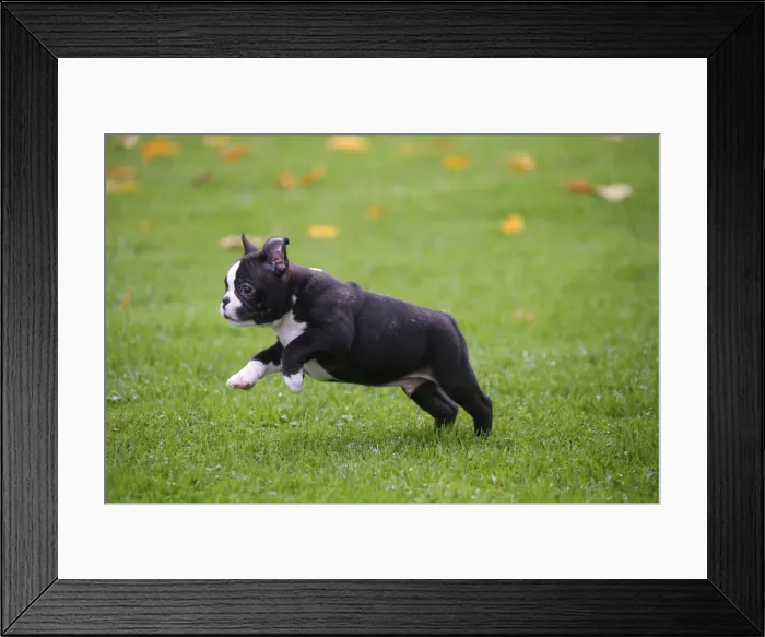 Framed Print : BOSTON TERRIER Framed Print : BOSTON TERRIER
