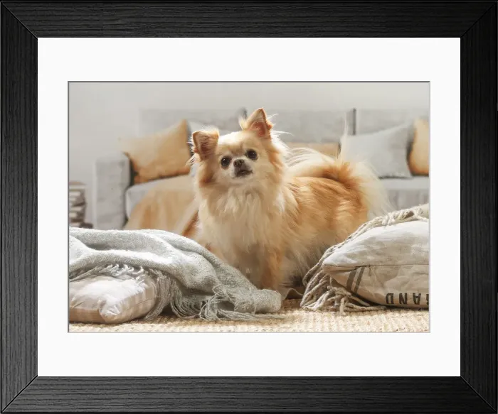 Framed Print : Chihuahua dog indoors Date Framed Print : Chihuahua dog indoors Date