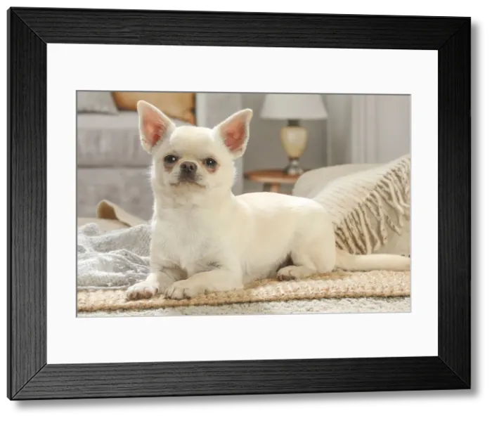 Framed Print : Chihuahua dog indoors Date Framed Print : Chihuahua dog indoors Date