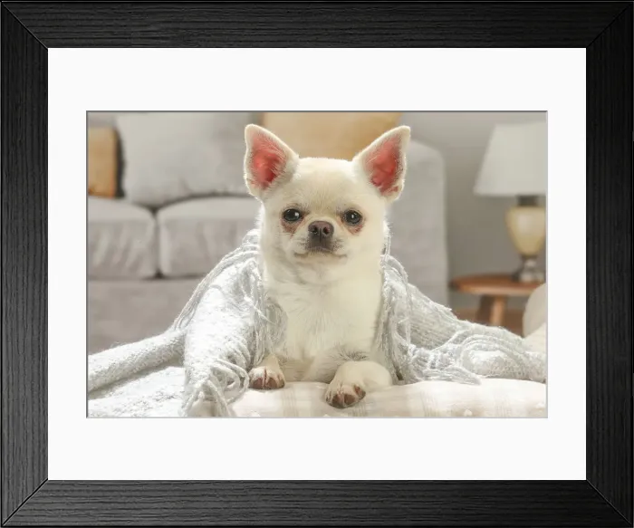 Framed Print : Chihuahua dog indoors Date Framed Print : Chihuahua dog indoors Date