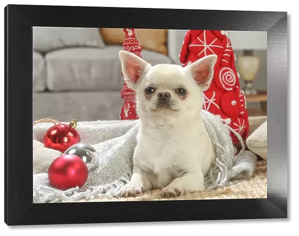 Chihuahua dog indoors at Christmas Date