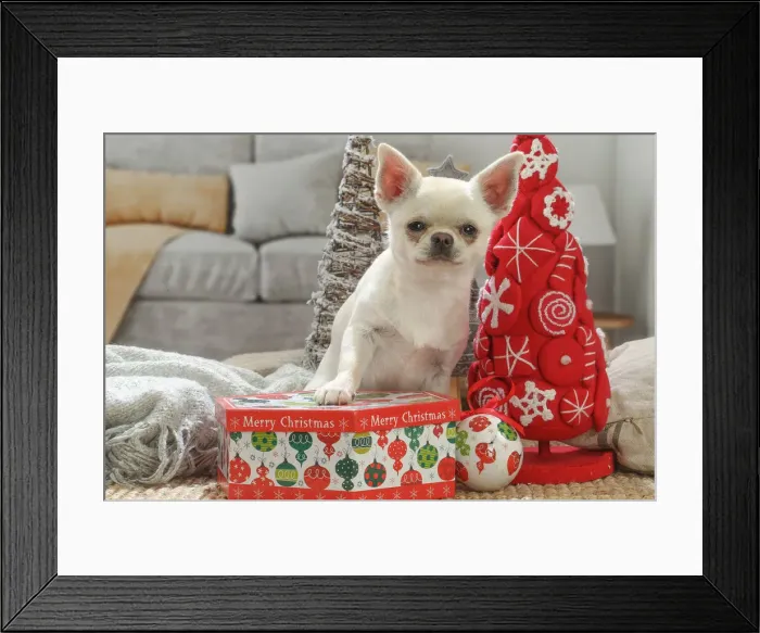 Framed Print : Chihuahua dog indoors at Christmas Date Framed Print : Chihuahua dog indoors at Christmas Date
