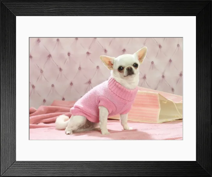 Framed Print : Chihuahua dog indoors wearing a jumper Date Framed Print : Chihuahua dog indoors wearing a jumper Date