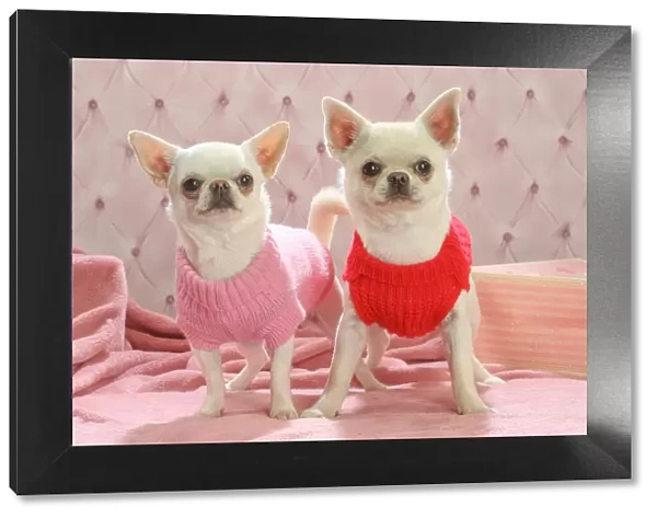 Chihuahua dogs indoors wearing a jumper Date