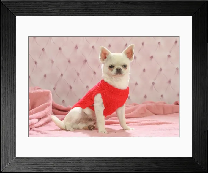 Framed Print : Chihuahua dog indoors wearing a jumper Date Framed Print : Chihuahua dog indoors wearing a jumper Date