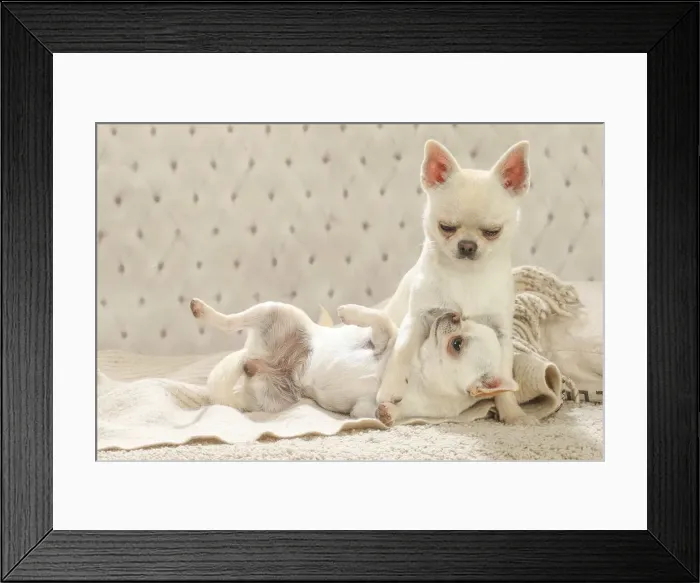 Framed Print : Chihuahua dogs indoors Date Framed Print : Chihuahua dogs indoors Date