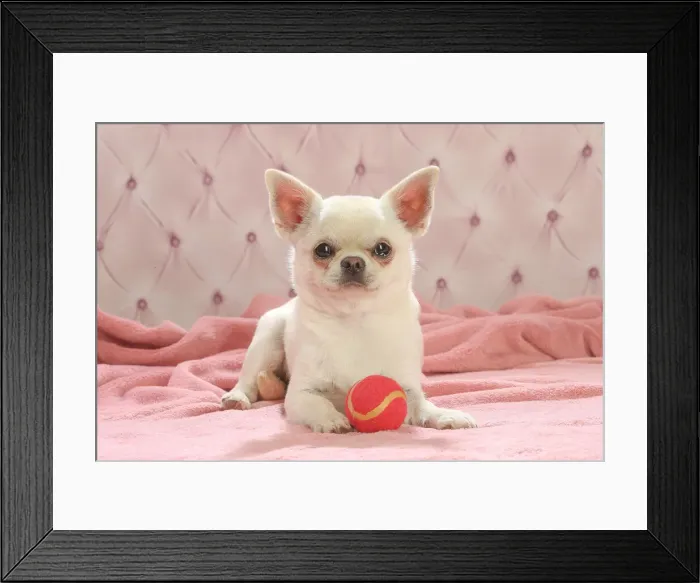 Framed Print : Chihuahua dog indoors Date Framed Print : Chihuahua dog indoors Date
