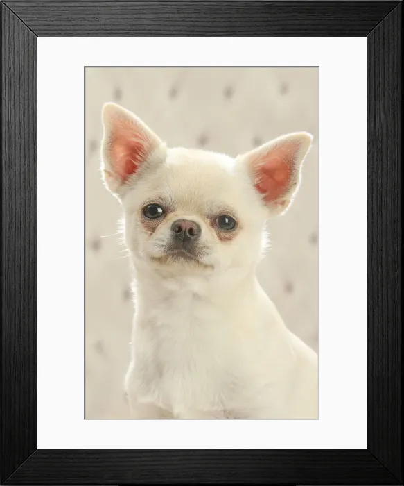 Framed Print : Chihuahua dog indoors Date