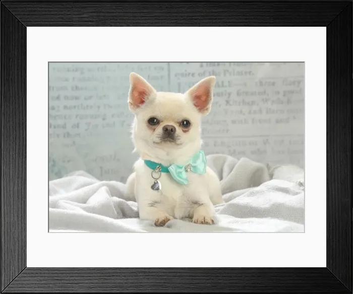 Framed Print : Chihuahua dog indoors Date Framed Print : Chihuahua dog indoors Date