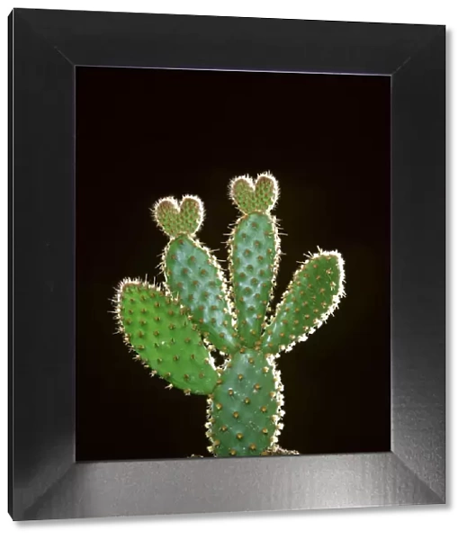 Heart Shaped Cactus