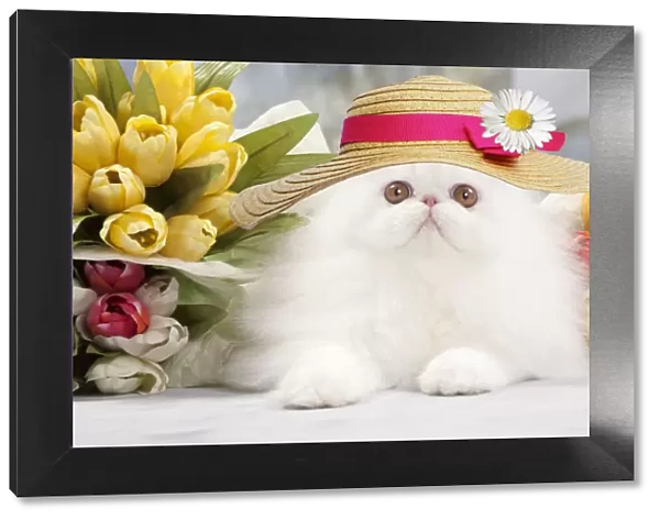 Cat - White persian wearing an Easter bonnet amongst flowers
