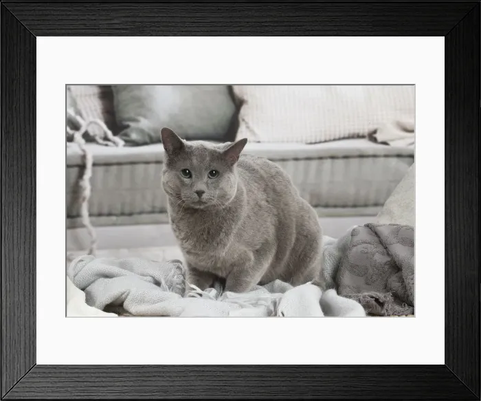 Framed Print : Russian Blue cat indoors Framed Print : Russian Blue cat indoors