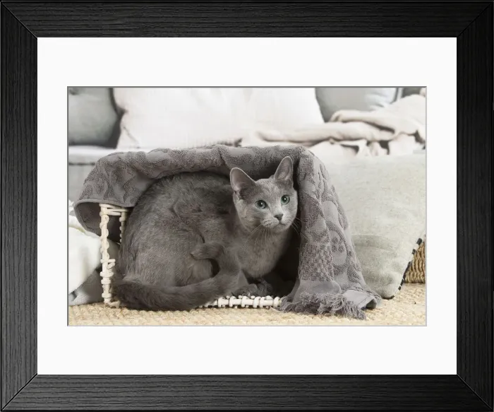 Framed Print : Russian Blue cat indoors Framed Print : Russian Blue cat indoors