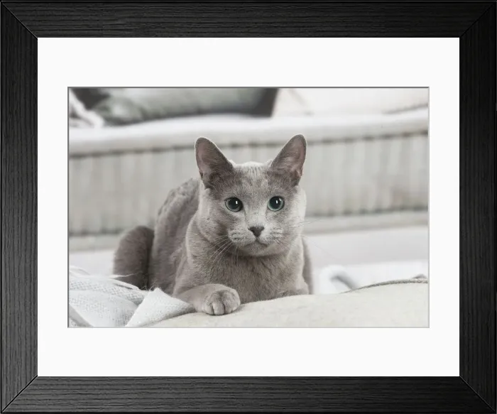 Framed Print : Bleu russe
