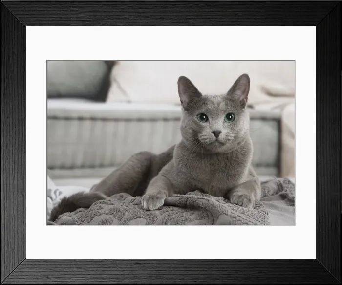 Framed Print : Russian Blue cat indoors Framed Print : Russian Blue cat indoors