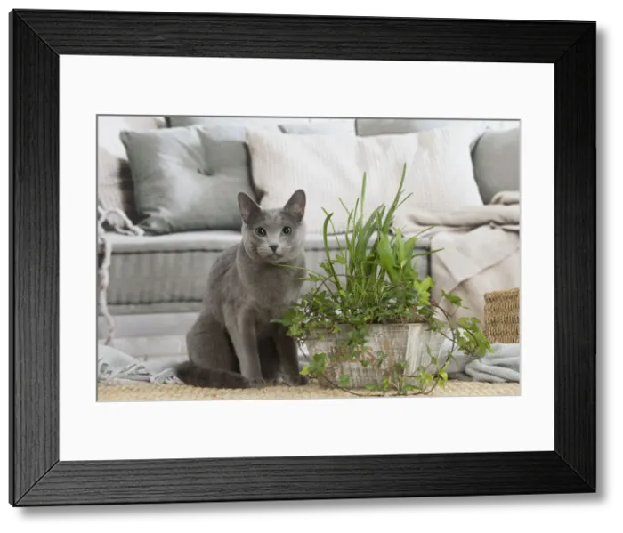 Framed Print : Nebelung cat indoors Framed Print : Nebelung cat indoors