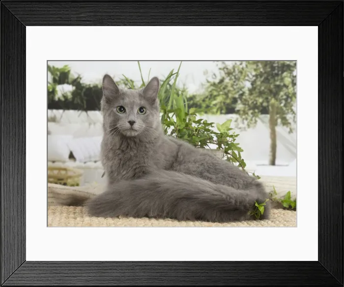 Framed Print : NEBELUNG. Nebelung cat indoors Date Framed Print : NEBELUNG. Nebelung cat indoors Date