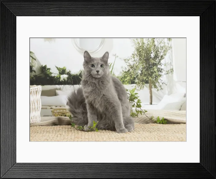 Framed Print : NEBELUNG. Nebelung cat indoors Date Framed Print : NEBELUNG. Nebelung cat indoors Date
