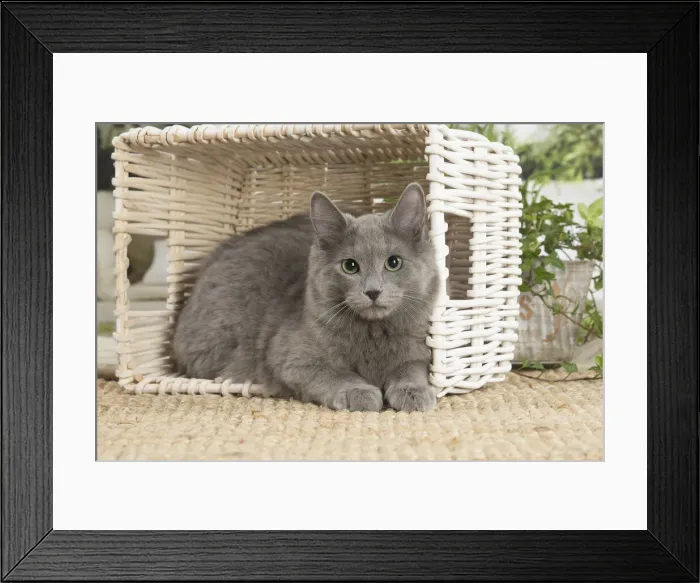 Framed Print : NEBELUNG. Nebelung cat indoors Date Framed Print : NEBELUNG. Nebelung cat indoors Date