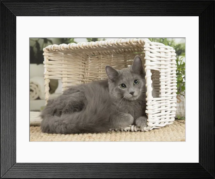 Framed Print : NEBELUNG. Nebelung cat indoors Date Framed Print : NEBELUNG. Nebelung cat indoors Date