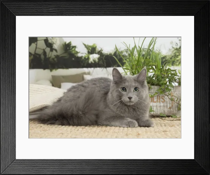 Framed Print : NEBELUNG. Nebelung cat indoors Date Framed Print : NEBELUNG. Nebelung cat indoors Date