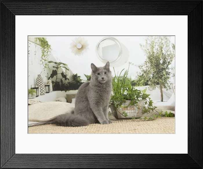 Framed Print : NEBELUNG. Nebelung cat indoors Date Framed Print : NEBELUNG. Nebelung cat indoors Date