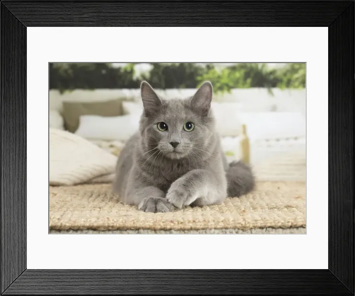 Framed Print : NEBELUNG. Nebelung cat indoors Date Framed Print : NEBELUNG. Nebelung cat indoors Date