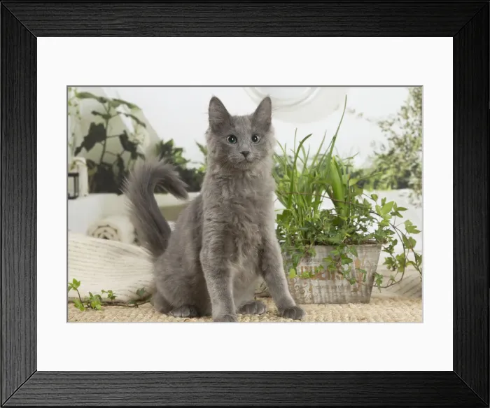 Framed Print : NEBELUNG. Nebelung cat indoors Date Framed Print : NEBELUNG. Nebelung cat indoors Date