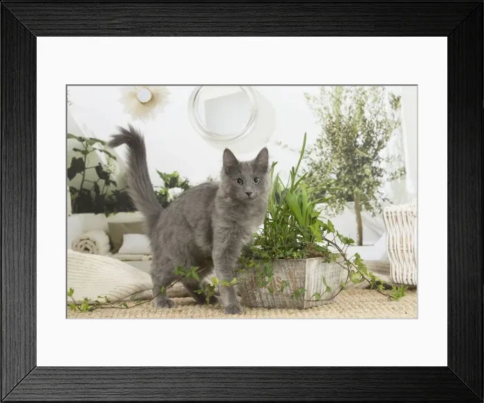 Framed Print : NEBELUNG. Nebelung cat indoors Date Framed Print : NEBELUNG. Nebelung cat indoors Date
