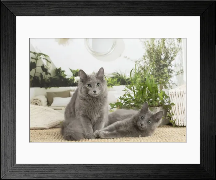 Framed Print : NEBELUNG. Two Nebelung cats indoors Date Framed Print : NEBELUNG. Two Nebelung cats indoors Date