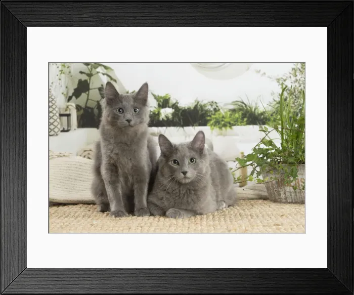 Framed Print : NEBELUNG. Two Nebelung cats indoors Date Framed Print : NEBELUNG. Two Nebelung cats indoors Date