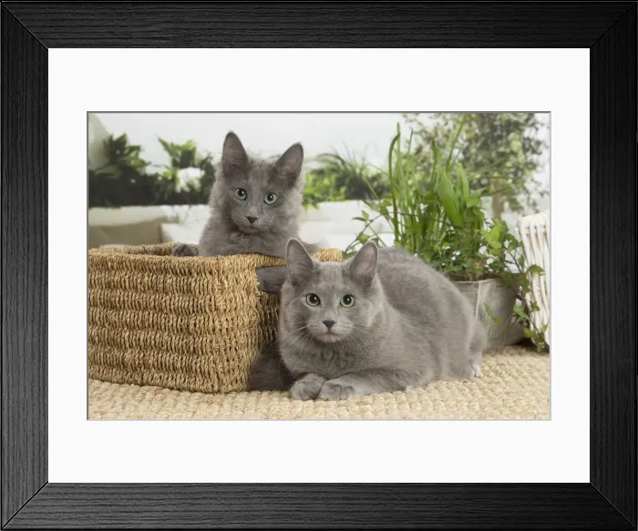 Framed Print : NEBELUNG. Two Nebelung cats indoors Date Framed Print : NEBELUNG. Two Nebelung cats indoors Date
