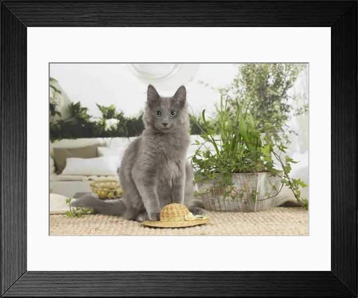 Framed Print : NEBELUNG. Nebelung cat indoors Date Framed Print : NEBELUNG. Nebelung cat indoors Date