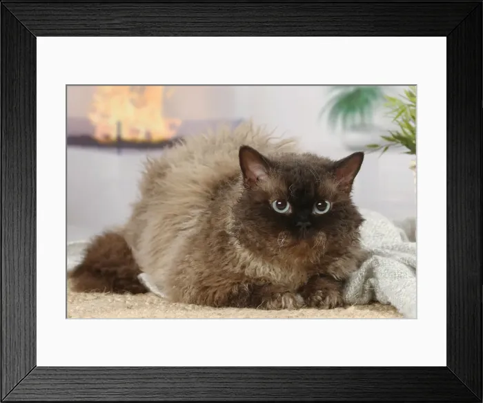 Framed Print : Selkirk Rex cat indoors Date