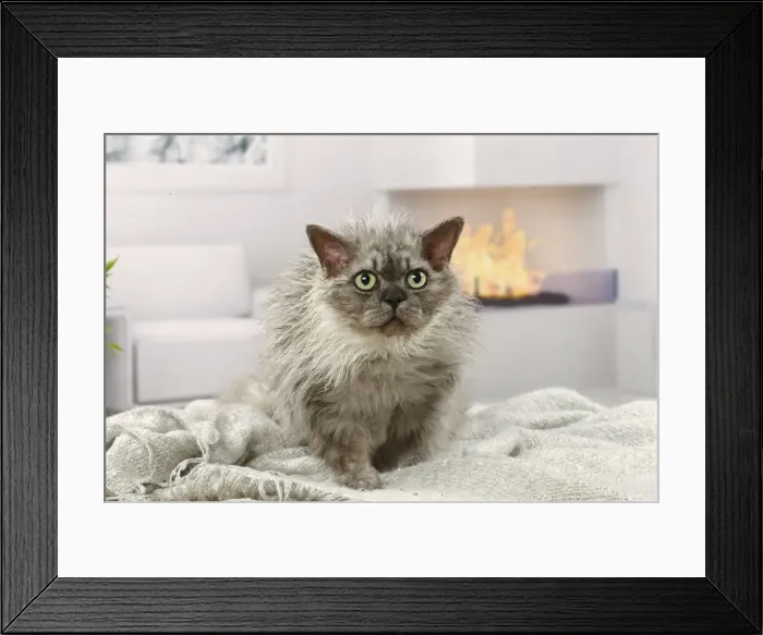 Framed Print : Selkirk Rex cat indoors Date Framed Print : Selkirk Rex cat indoors Date