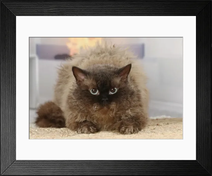 Framed Print : Selkirk Rex cat indoors Date Framed Print : Selkirk Rex cat indoors Date