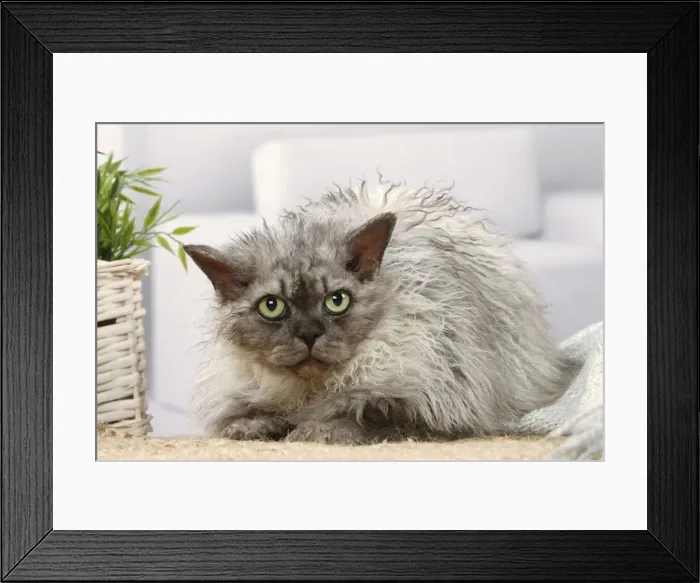 Framed Print : Selkirk Rex cat indoors Date Framed Print : Selkirk Rex cat indoors Date