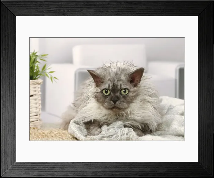 Framed Print : Selkirk Rex cat indoors Date Framed Print : Selkirk Rex cat indoors Date